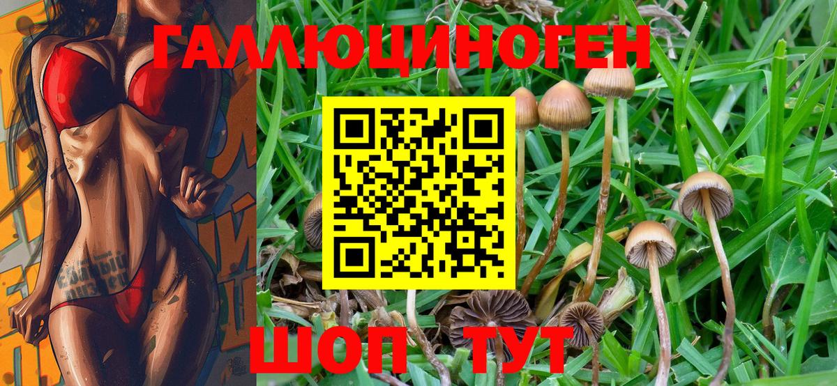 Выборг  Псилоцибиновые грибы Psilocybe  Вход с VPN 